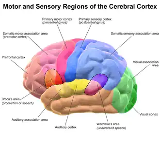 Regions of the cerebral cortex.