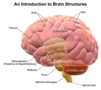 Brain structures.