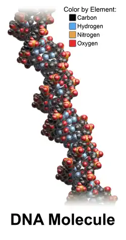 DNA molecule.