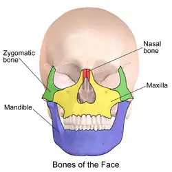 Facial bones