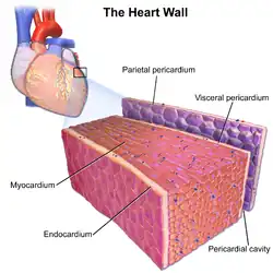 Layers of the walls of the heart.