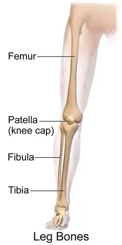Bones of the leg.