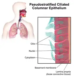 Pseudostratified columnar epithelium in the respiratory tract.
