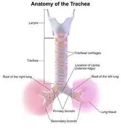 Anatomy of the trachea.