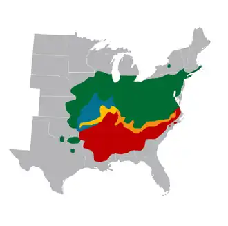 Distribution of the periodical cicadas in the U.S. The yellow area corresponds to the sympatric overlap of Magicicada neotredecim (blue) with M. tredecim (red)