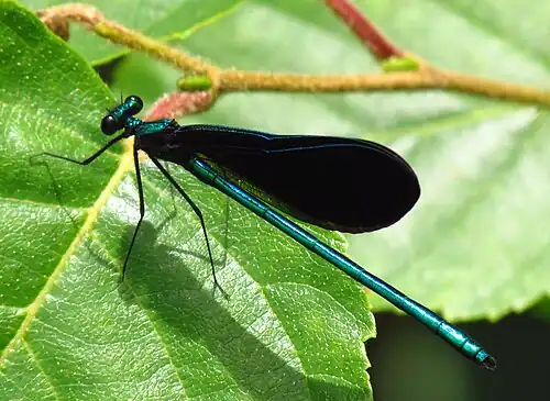 The ebony jewelwing damselfly Calopteryx maculata