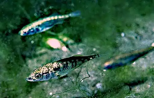 Gasterosteus aculeatus, the three-spined stickleback
