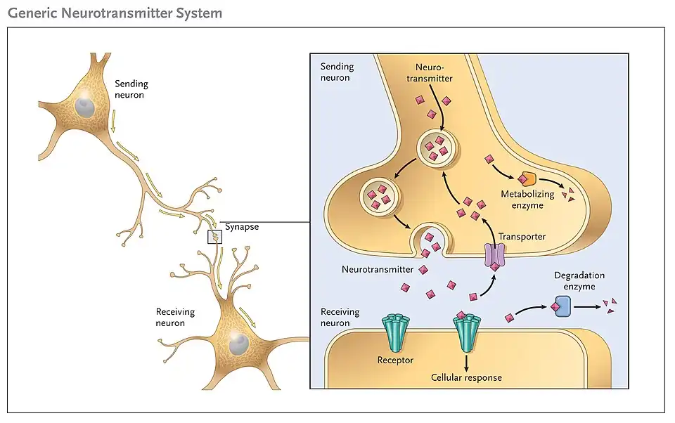 Image of a generic neurotransmitter receptor