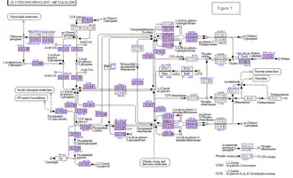 Figure 1. This diagram represents the compilation of organisms with a given gene in the pathway of glycerophospholipids: According to a screenshot of the database of metabolic pathways of KEGG. The colored rectangles correspond to membrane enzymes. KEGG. The colored rectangles correspond to membrane enzymes. The compilation is a rough and personnel count of organisms listed in the database, and consists of two numbers, the first that of prokaryotes and the second that of eukaryotes. When the number is weak, second count is do from lists of Brenda or RefSeq databases (from the links provided by KEGG) and is coupled with that from the list of KEGG. Example: 0.5.60 corresponds to 0 prokaryotes in the list of KEGG, 5 prokaryotes in Brenda and RefSeq, and 60 eukaryotes in KEGG. The drawings of arrows and the names of molecules are those of KEGG.