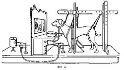 A depiction of Pavlov's dogs study, complete with a harness for the dogs, tubes to measure the amount of saliva produced, and a window for the dogs to see the food through