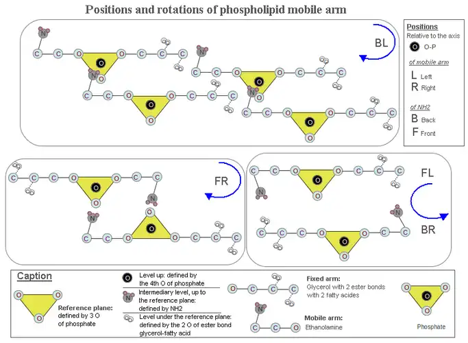 Drawing 1. Hypothesis of the mechanical origin of chirality in the phospholipids. here is treated the positioning of ethanolamine relatively to the phosphate. Its displacement towards the phosphate to establish hydrogen bonding causes a rotation. This hypothesis states that the clockwise rotation and positioning in single file of the phospholipid molecules, (RG box), results in bringing closer the two leaflets of the liposome, increasing its cohesion. In this configuration the serine chirality would be L, because its carboxyl can not be put under the reference plane defined by the phosphate (see caption in the drawing) and then would be near the carboxyl of two fatty acid molecules neighbors.
