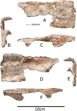 Nasal bone of Paranthodon shown from in front, both sides, the top and bottom