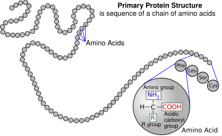Protein primary structure