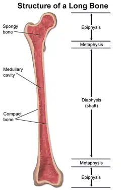 Anatomy of a long bone.