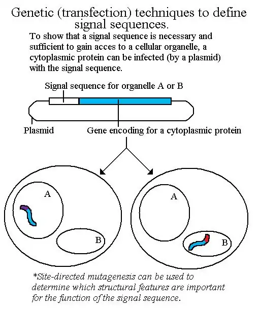 Transfection technique to define signal sequences.jpg