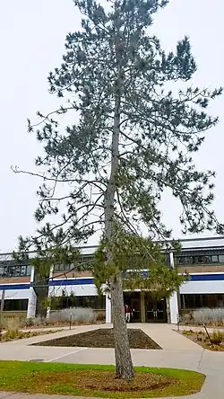 Picture from the bottom of a white pine tree